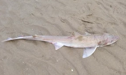 暑期出游注意：英国海岸惊现鲨鱼！“大白鲨”真实发生？