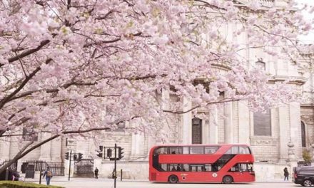樱花季 | 伦敦樱花开了！全城彩蛋惊现，唤醒了最浪漫的春天！
