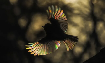 在英国拍到拥有彩虹翅膀的鸟！大英博物馆被要求归还复活节岛雕像！